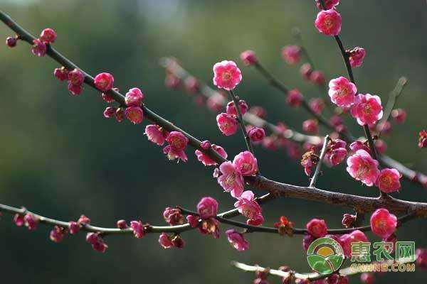 梅花修剪时间和方法