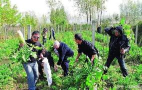 野菜还用出去挖？自己种点