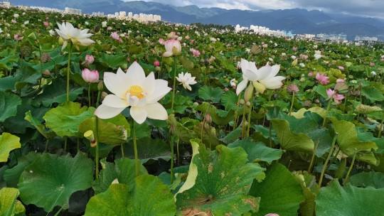 保山适合养什么花