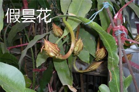 假昙花怎么施肥