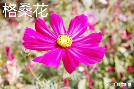 波斯菊和格桑花有什么区别