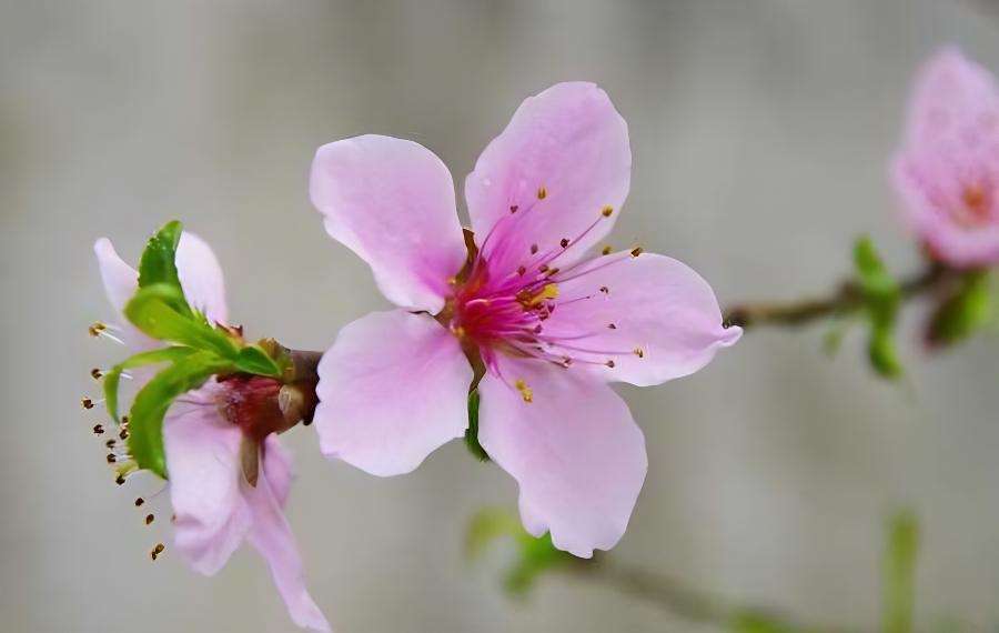 桃花冬天怎么养