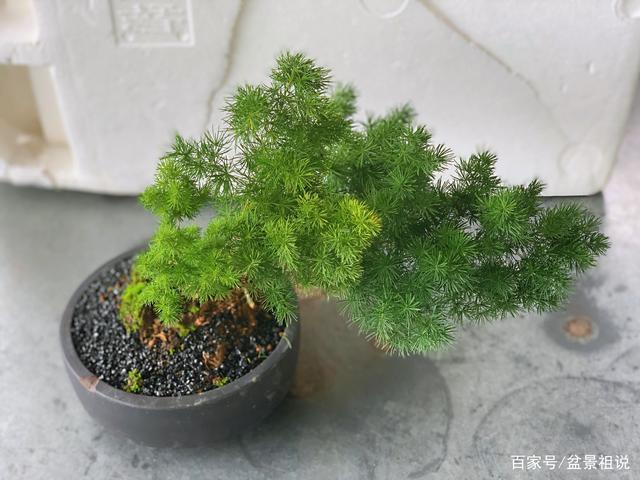 蓬莱松怎么修剪造型