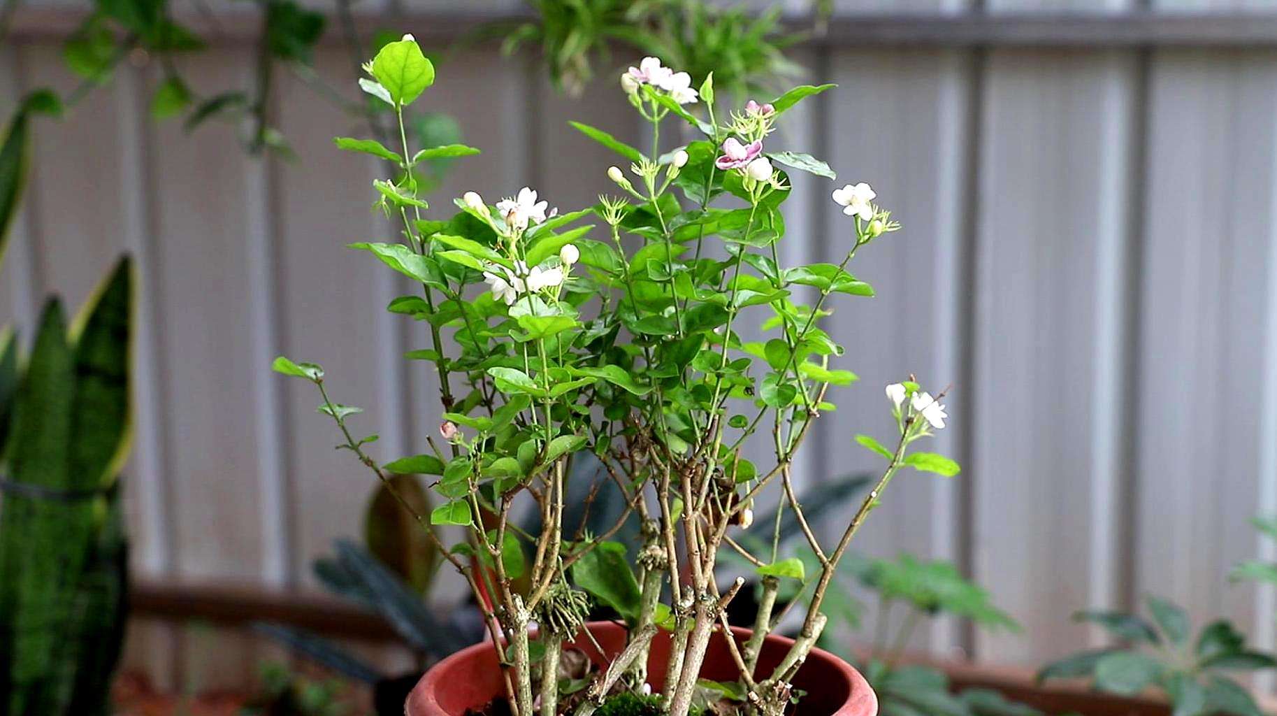 茉莉花怎么养开花多