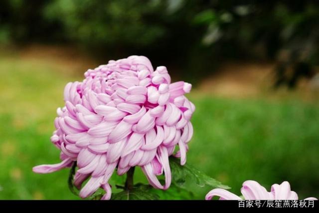 菊花养护要注意什么问题