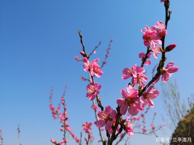 春天开的花