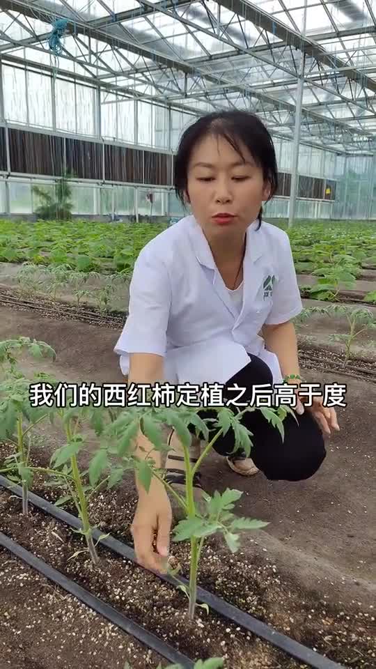 番茄的养殖方法和注意事项