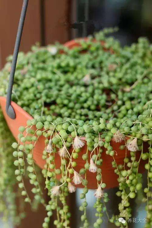 这些多肉植物都能种成窗帘