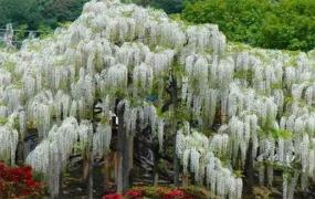 陆地上最长的植物—白藤