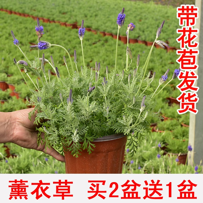 薰衣草怎么养