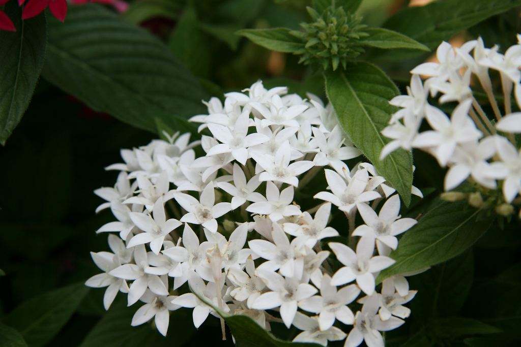 繁星花的品种