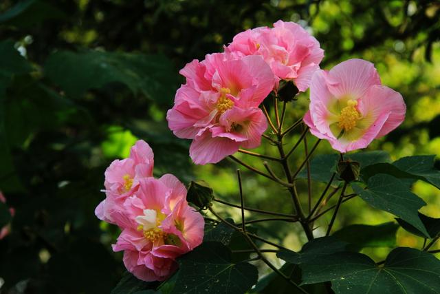 木芙蓉种子怎么种