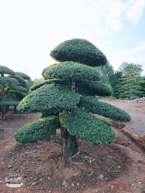 对节白蜡怎么种植