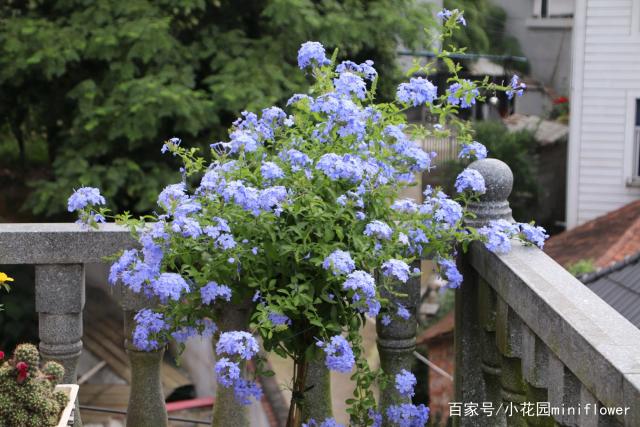 蓝雪花用浅盆栽培可以吗