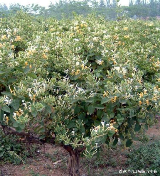 金银花种子怎么种