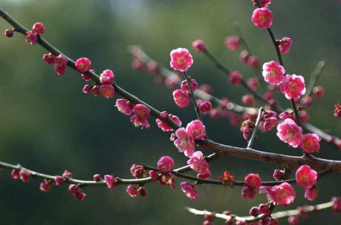 梅花上盆用什么土最好