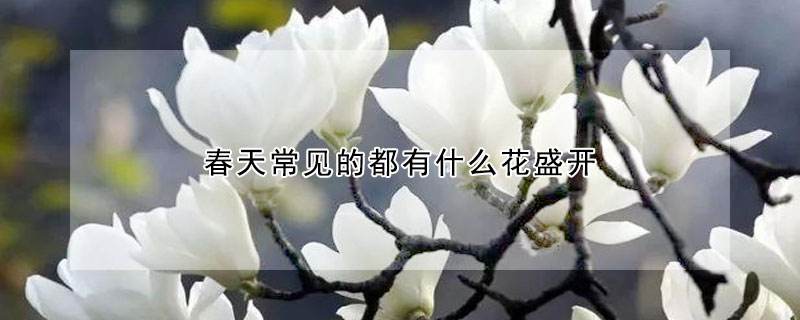 白玉兰花期怎么养护