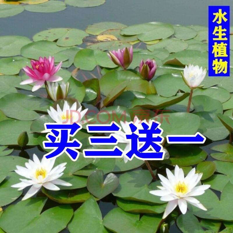 莲花怎么种