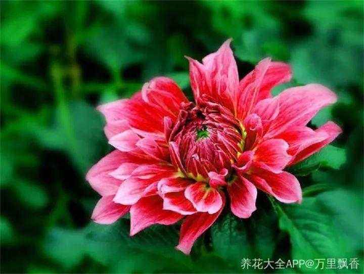 这花没太阳也能一年四季开