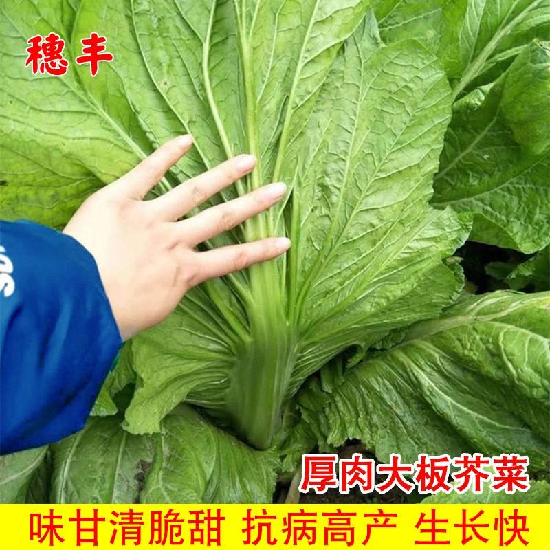 秋季种什么菜