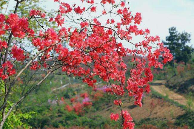 宜昌适合养什么花