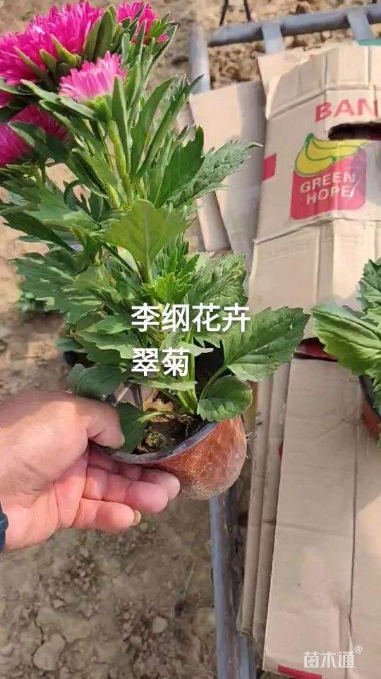 盆栽翠菊的四季养护方法