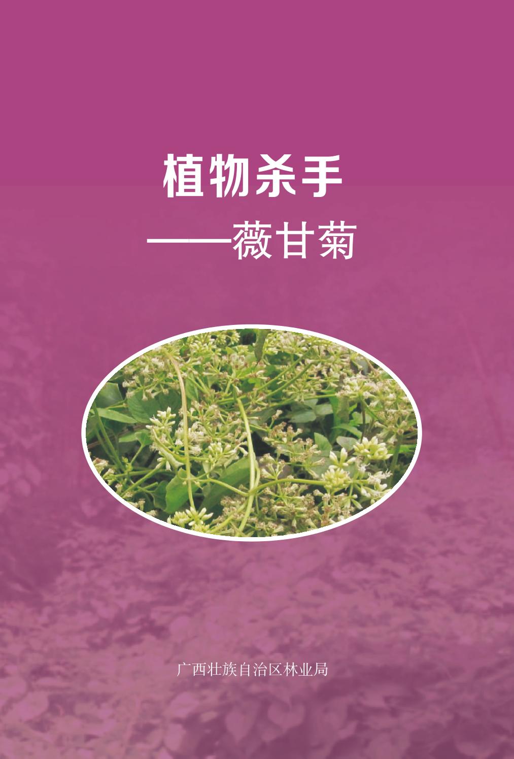 薇甘菊和甘菊的区别