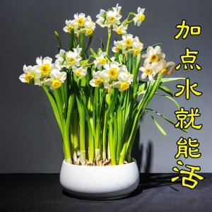 水仙花水养怎么选盆