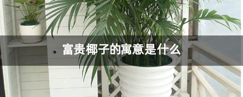 新买的富贵椰子怎么养