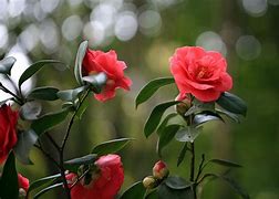 山茶花在什么季节开花