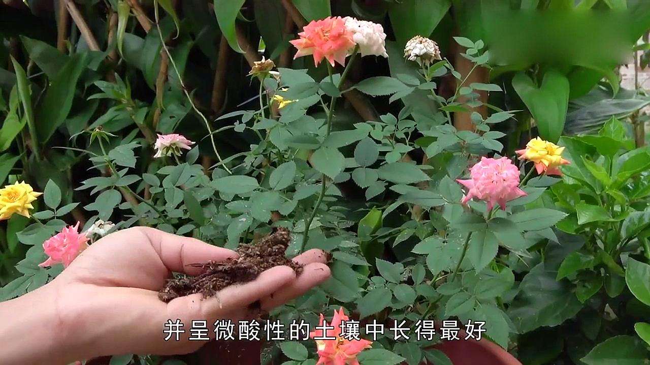 月季盆里撒点它