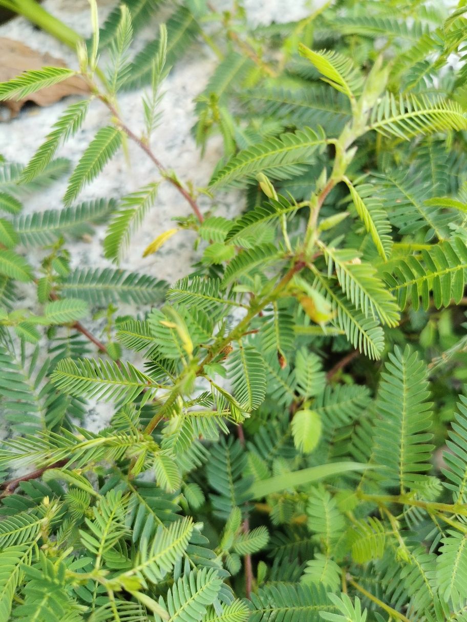 豆茶决明的播种方法