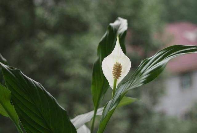 白鹤芋几月开花