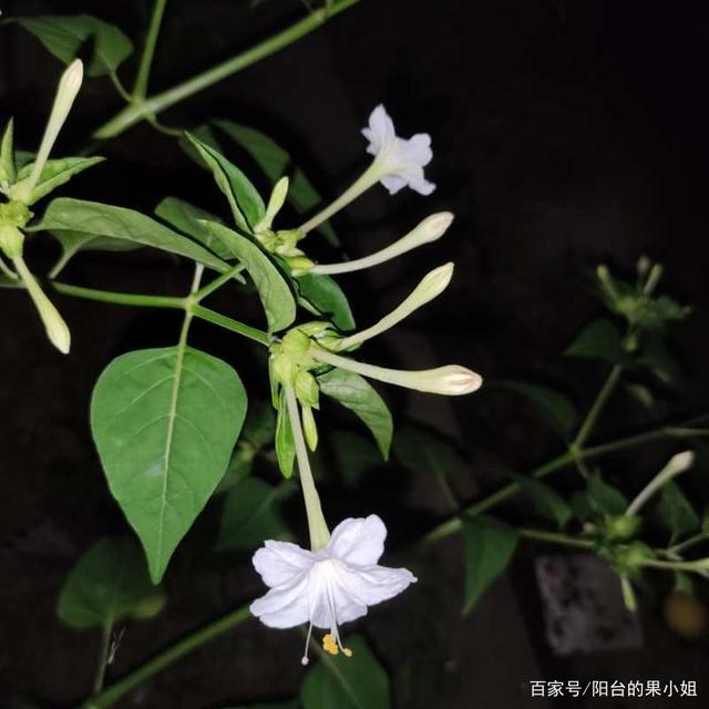 紫茉莉和夜来香的区别