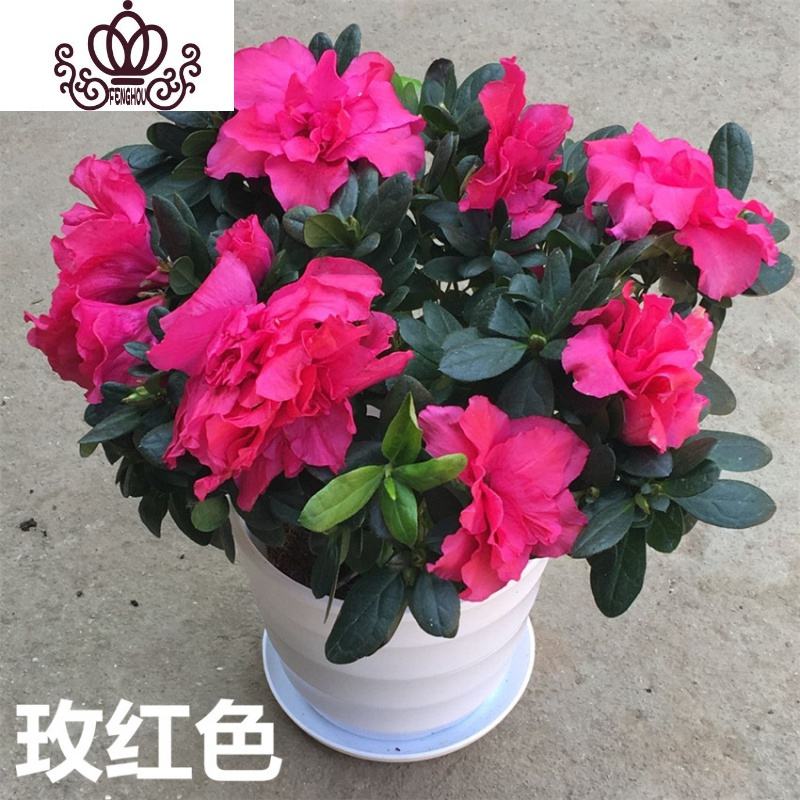 如何让杜鹃花四季开花