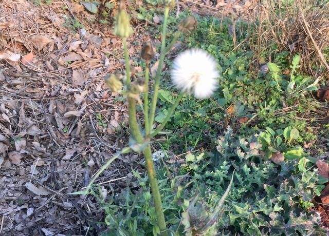 苦菊和蒲公英的区别