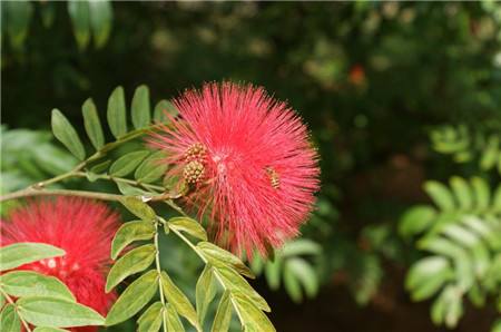 合欢花和芙蓉花怎么区分？