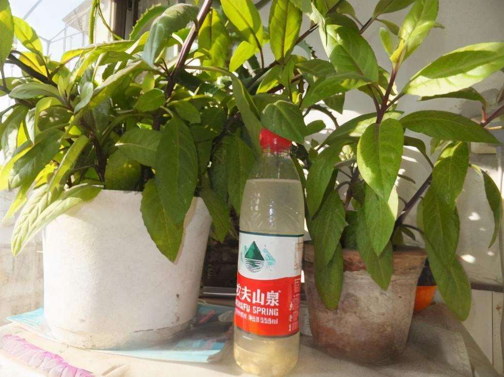 什么植物不能浇淘米水