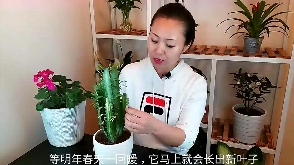 龙骨花的养殖方法