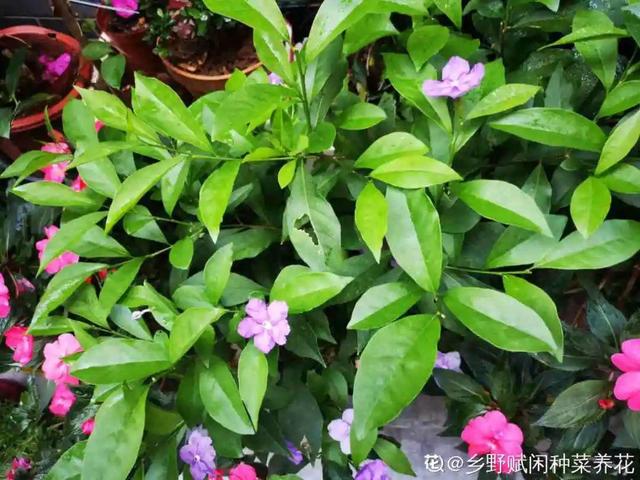 这5种花一淋雨就死