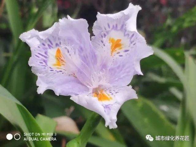 贵阳适合养什么花