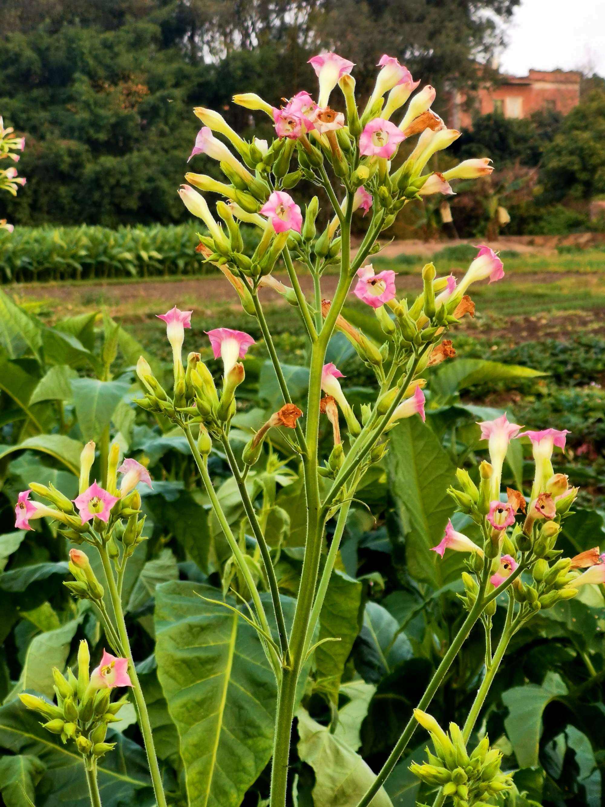 花烟草什么时候开花