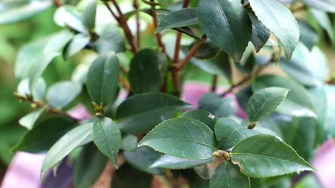 茶花如何养护叶子才能变大