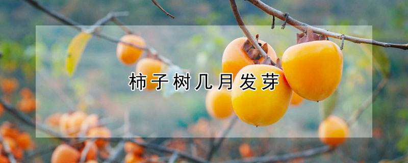 柿子树嫁接时间和方法