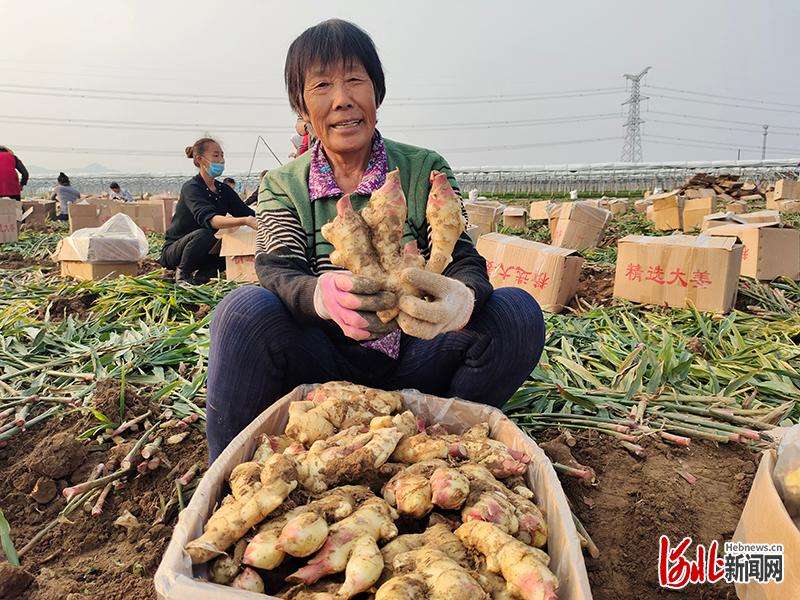 生姜几月份收获