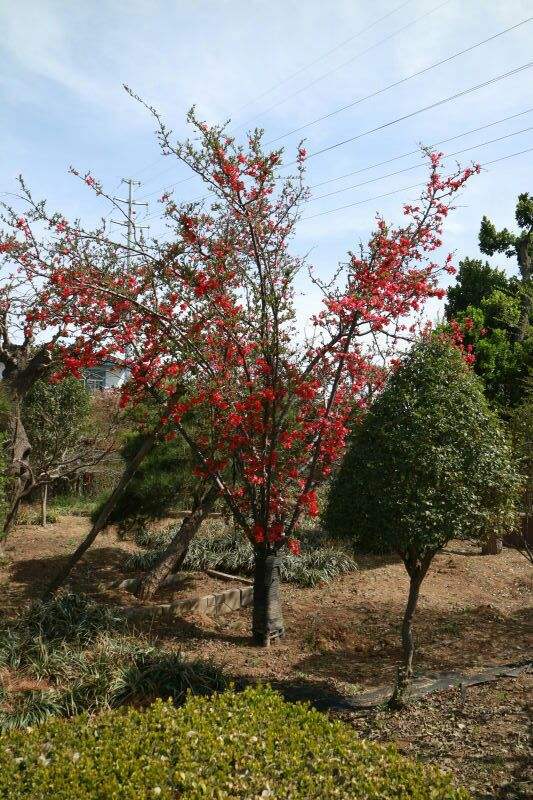 常见的先花后叶的庭院花木