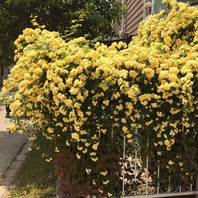 木香花和蔷薇花的区别