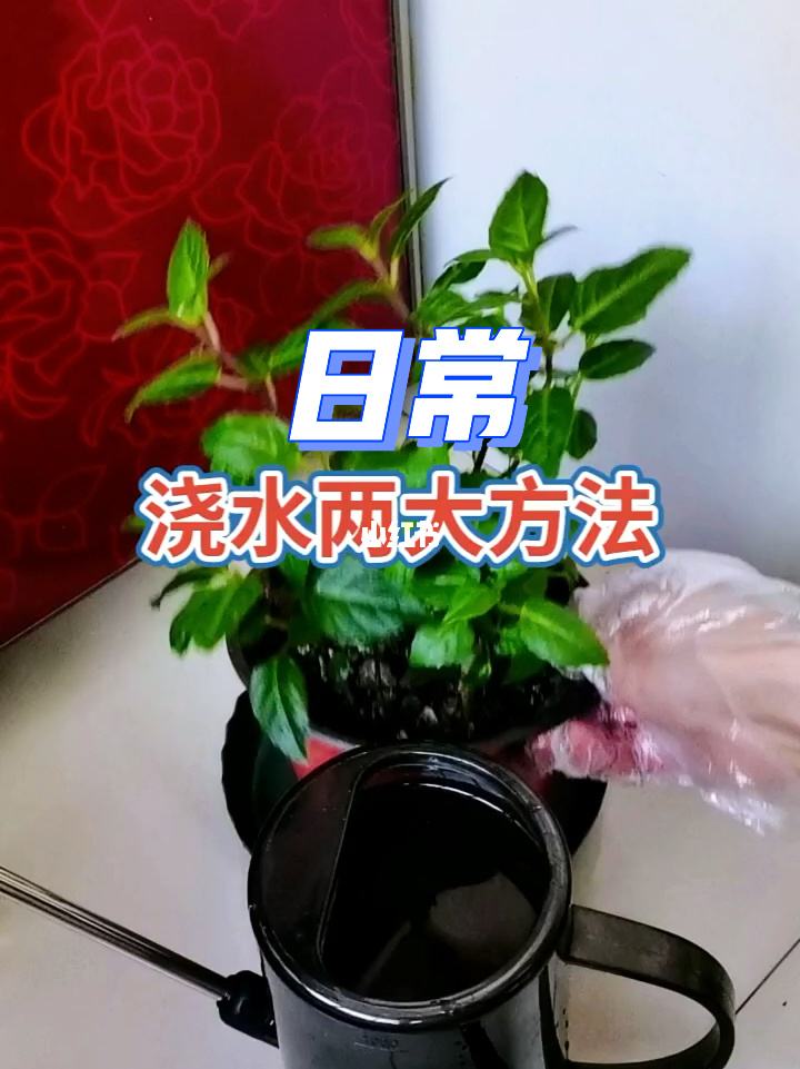 常见花卉的养护——浇水篇