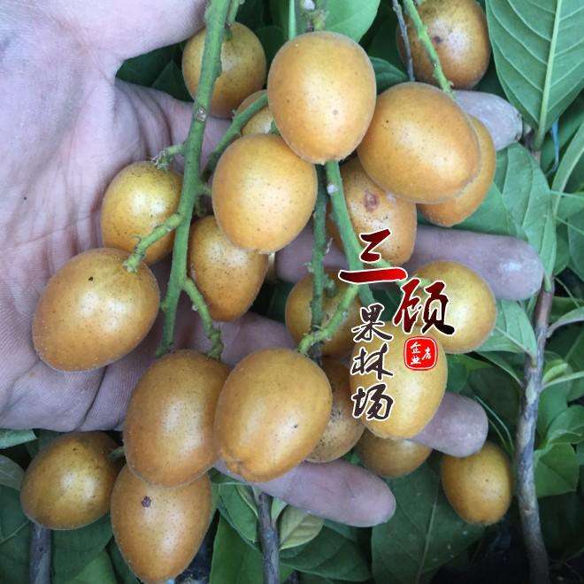 黑皮黄皮果品种与特点