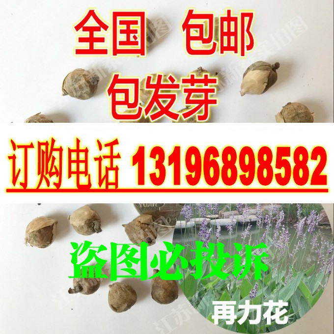 再力花种子怎么种